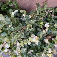 ハツユキカズラの画像