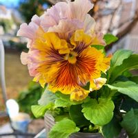 パンジー,プリムラ マラコイデス,フリル咲パンジー,プリムラ 星咲きマラコイデス エトワール,パンジー　フリルヴィンテージの画像