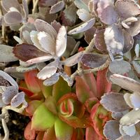 カランコエ,エケベリア,火祭り,チワワエンシス,白銀の舞   の画像