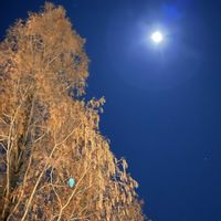 ダリア,メタセコイア,かわいい,富士山,癒されるの画像