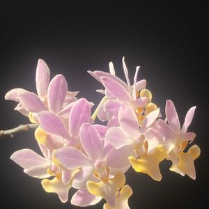 胡蝶蘭,オンシジューム,ファレノプシス・パープルジェム,洋ラン,咲いてくれてありがとう❤の画像