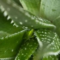 綾錦,綾錦,アロエベラ,アロエベラ,カメムシの画像