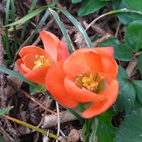 ボケ,ボケ,散歩道の画像