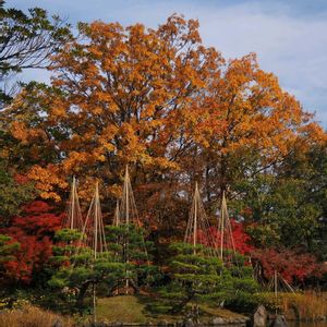 庭園,旅行,観光地,福井県,養浩館庭園の画像