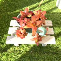 火祭り,多肉植物,師走,おうち園芸,ベランダの画像