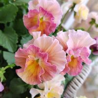 ガイラルディア,パンジー・ビオラ,ビオラ・スイートラブ,バラ　楼蘭,バラ　楼蘭の画像