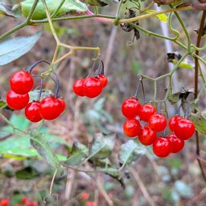 ヒヨドリジョウゴ,鵯上戸,雑草,山野草,野草の画像