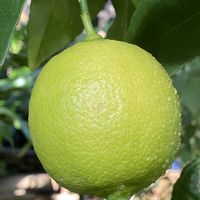 レモン,グレープフルーツの画像