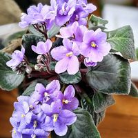 ジニア,セントポーリア,室内,花のある暮らし♡,おうち園芸の画像