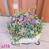 朧月,胡蝶の舞,ブロウメアナ,銀杏木,姫秋麗の画像