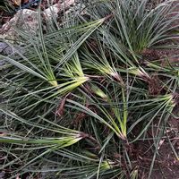 カレックス,移植の画像