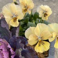 ビオラ,ユーフォルビア フロステッドフレーム,ハボタンアイスダンス,ビオラ ロカ ハーツ,ロカハーツ　オリジナルビオラの画像