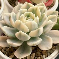 マカベアナ錦,多肉植物,エケベリア属,多肉大好き,多肉中毒の画像