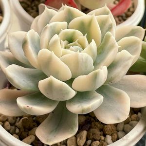 マカベアナ錦,多肉植物,エケベリア属,多肉大好き,多肉中毒の画像