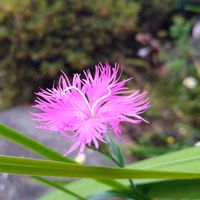 ガザニア,カワラナデシコ,ガザニア カナリアスマイル,地植え,山野草の画像