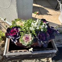 サクラソウ,葉牡丹,アネモネ・ポルトの画像