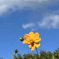 サザンカ,ピラカンサ,ホトケノザ,山茶花,ピラカンサスの画像