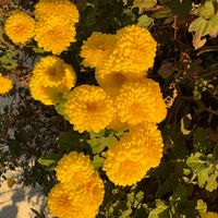 キンセンカの画像