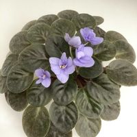 セントポーリア,ミニセントポーリア,北海道,札幌,２０２０年５月同期の画像