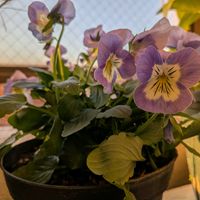 スミレ,パンジー,プティ・シャトンの画像