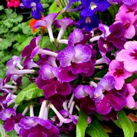 ストレプトカーパス,ストレプトカーパス,葉牡丹,葉牡丹,葉牡丹の画像