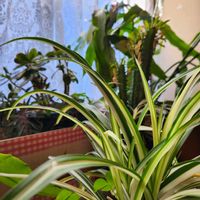 オリヅルラン,今日の一枚,ほったらかし。,月下美人。,師走の一枚。の画像