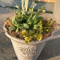 ハクリュウ,リシマキア オーレア,ビオラ　レディ,寄せ植え,鉢植えの画像