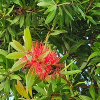 ブラシノキ,外出先にての画像