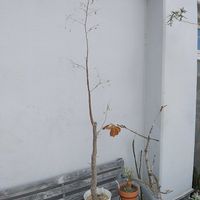 パキポディウム・グラキリス,パキポディウム・グラキリス,ドルステニア・フォエチダ,パキポディウム・サキュレンタム,デロニクス・デカリーの画像