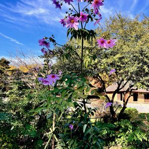 コウテイダリア,木立ダリア,キク科,植栽,ひたち海浜公園の画像