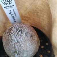 プセウドリトス　ミギウルティヌス,ユーフォルビア 鉄甲丸,ユーフォルビア 紅彩ロリカ,植中毒,植物大好きの画像