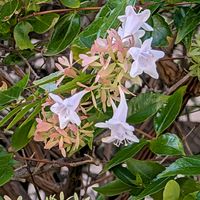 アプローチの画像