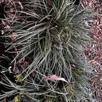 カレックス,移植,カラス,終活の画像