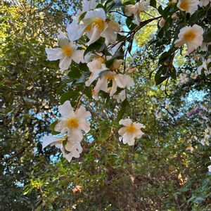 ナツツバキの画像