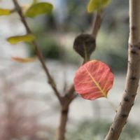 スモークツリー,マイガーデン,ありがとう♡,しあわせ♡の画像