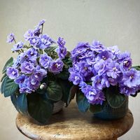 セントポーリア,多年草,花のある暮らし,植物観察,東北人花の会の画像