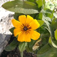 フユシラズ,フユシラズ,ルドベキア,ルドベキア,オオキバナカタバミの画像