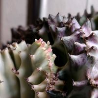 ユーフォルビア マハラジャの画像