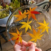 モミジ,リトープス,多肉植物,アエオニウムの画像