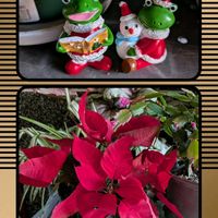 カマキリの卵さん,ヒヤシンス水耕栽培。,上から見たヒヤシンス,チューリップ水耕栽培。,ヒヤシンス水耕栽培の画像