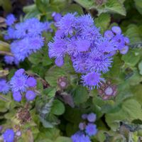 アゲラタム,実家の花,小さな幸せ♡,素敵な色合い,素敵な出会いに感謝❤️の画像