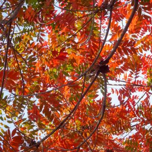 紅葉,ハゼノキ,ウルシ科,植栽,東京都農林総合研究センターの画像