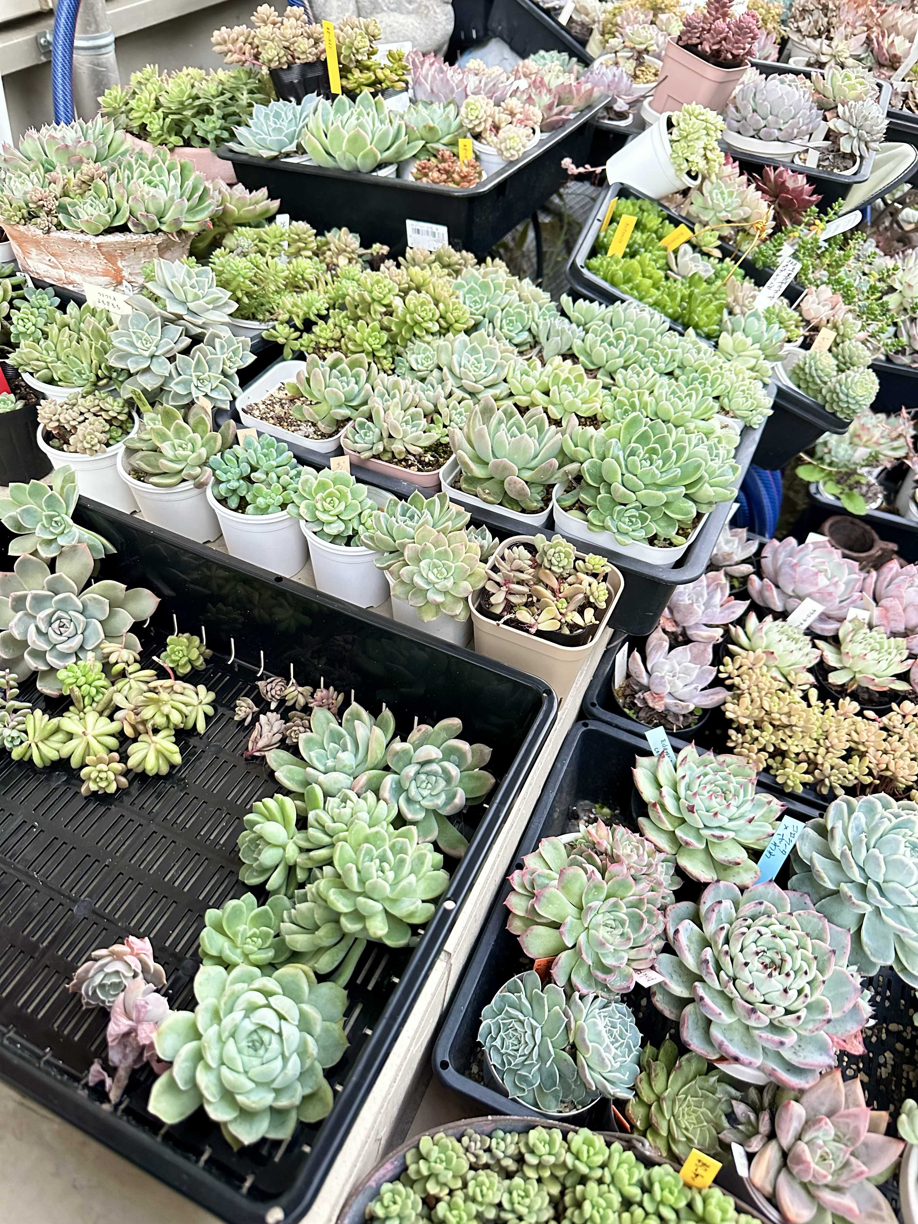 カット苗を使った多肉植物の育て方｜🍀GreenSnap（グリーンスナップ）