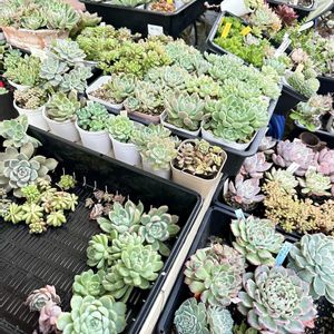 カット苗,繋がりに感謝✨,ｷﾓｶﾜ倶楽部,今を乗切るぞ！,今日を無事に過ごす❤️ྀིの画像