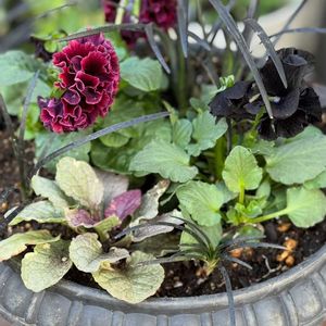 パンジー　ドラキュラ,シュヴァリエ ドゥ リュンヌ,かわいいな♡,花のある暮らし,お花が好き♡の画像