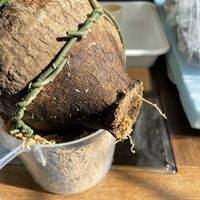 パキポディウム,ユーフォルビア属,パキポディウム デカリー,ユーフォルビア デシドゥア,ユーフォルビア・デシデュアの画像