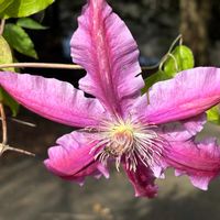 クレマチスの画像