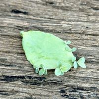 カランコエ,胡蝶の舞,カランコエ　胡蝶の舞,カランコエ 胡蝶の舞,葉挿し赤ちゃんの画像