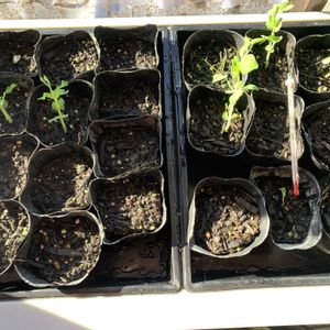 下仁田ネギ,氷の花,すじなしサヤエンドウ スジナイン,すじなしサヤエンドウ スジナイン,種まきの画像