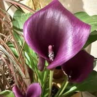 カラー,ガーデニング,冬の庭,リビング・ダイニングの画像